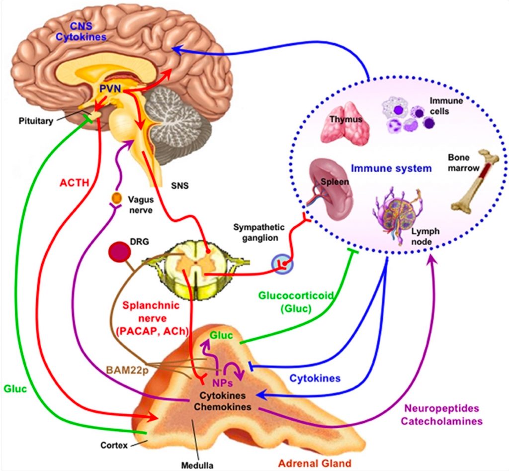 La psiquiatría incluye el estudio diagnóstico y tratamiento de los trastornos de la mente y el comportamiento que puede afectar al cerebro y a otros órganos del cuerpo.